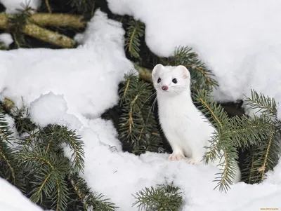 Фотка: Зимний горностай на белом фоне