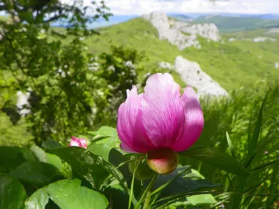 Удивительные горные пионы: фотографии для загрузки