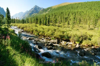 Исследуйте красоту горных рек на фотографиях