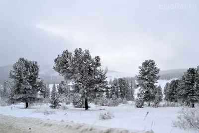 Зимние моменты в Горном Алтае: Красивые фотографии для скачивания