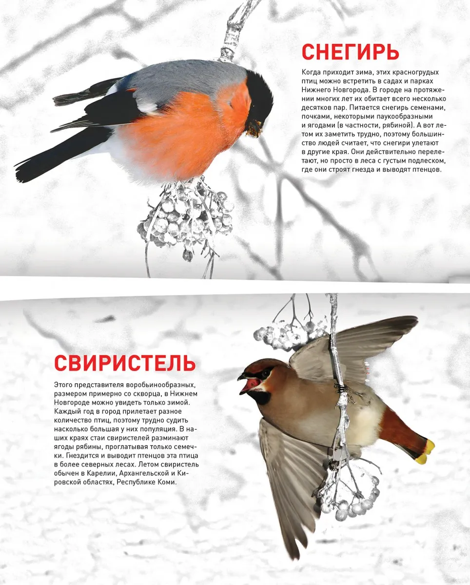 Городские птицы зимой (41 фото)