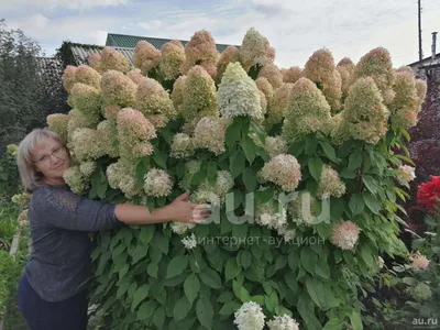 Удивительное дерево Гортензия: роскошь сада, привлекающая взгляды