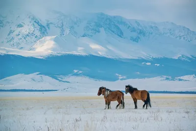 Красивые рисунки гор Алтай в HD качестве