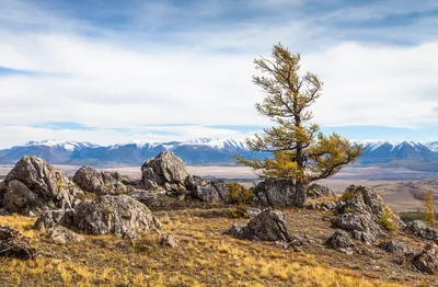 Путешествие по Алтаю: захватывающие фотографии альпийских гор.