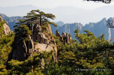 Ошеломляющая природа Гор Хуаншань: фото для загрузки в WebP