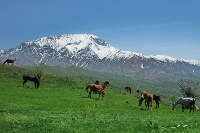 Панорамы узбекских гор, раскрывающие мир с высоты.