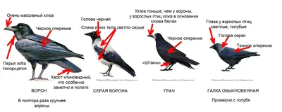 Грач птицы в webp формате