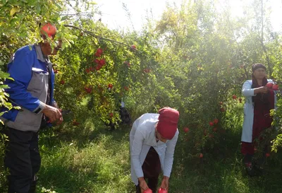 Одно дерево, тысячи эмоций: фотографии (Гранат дерева) удивят вас