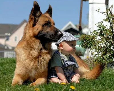 Греческая овчарка на фото: мощный и красивый пес
