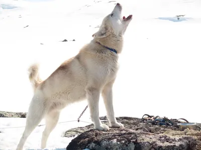 Гренландская собака: величественный портрет