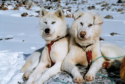 Собака Гренландии: изображение в формате WebP