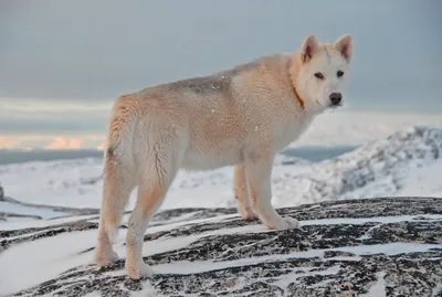 Фото гренландской собаки на пляже