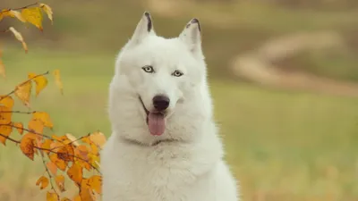 Гренландская собака: фотография с щенком