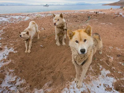 Гренландская собака: изображение на фоне ледника
