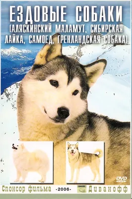 Изображение гренландской собаки среди зимнего леса