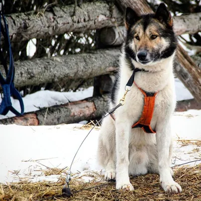 Изображение гренландской собаки в формате PNG
