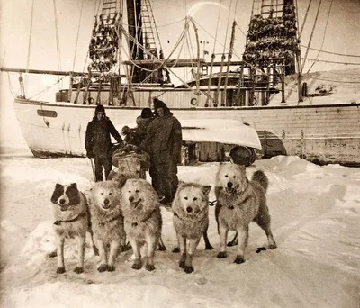 Собака Гренландии: фотка на фоне моря