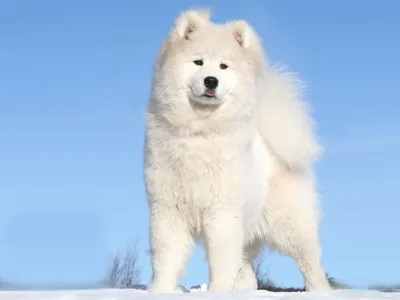 Гренландская собака: фотография на снежной горе