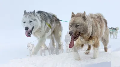Замечательные изображения гренландских собак