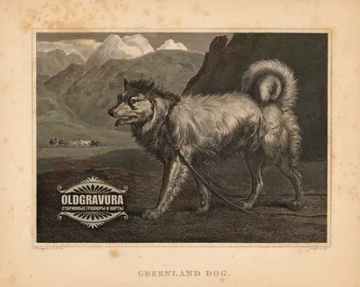 Фотографии гренландской собаки в высоком разрешении