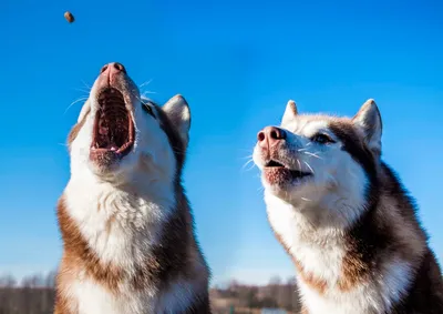 Собаки гренландской породы на фото