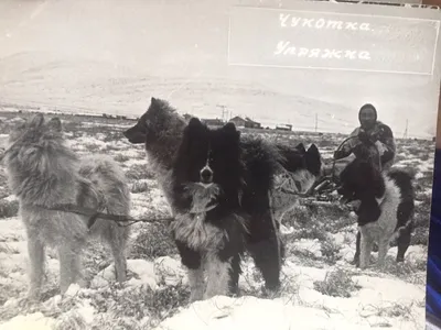 Фотка гренландской собаки: скачивайте в любом формате
