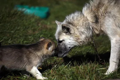 Прекрасные гренландские собаки на изображениях