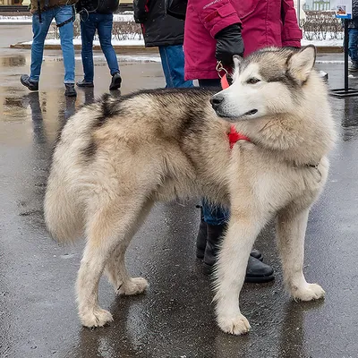 Гренландские собаки в фотографиях: выберите любой размер