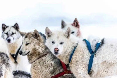 Фотографии гренландской собаки в разных окружениях