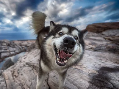 Изображения гренландской собаки в разных стилях