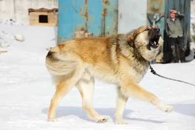 Фотки гренландской собаки: выбирайте подходящий размер