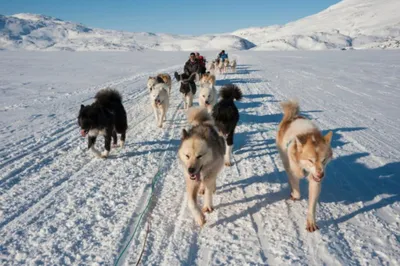 Красивые фотографии гренландской собаки