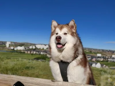 Фото гренландских собак: выберите подходящий формат