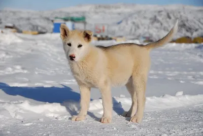 Изображение гренландской собаки на фоне природы