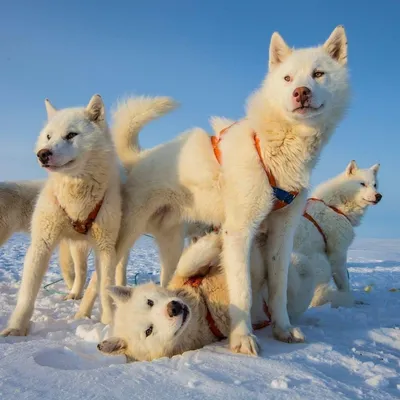 Фотка гренландской собаки в действии
