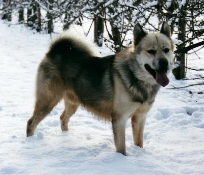 Портрет гренландской собаки в чёрно-белом стиле
