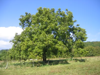 Грецкий орех дерево  фото