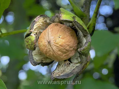 Старинное Грецкое ореховое дерево