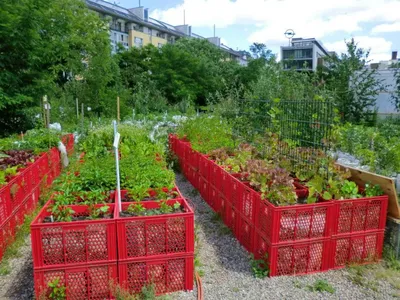 Картинки деревянных грядок: вдохновение для садоводов