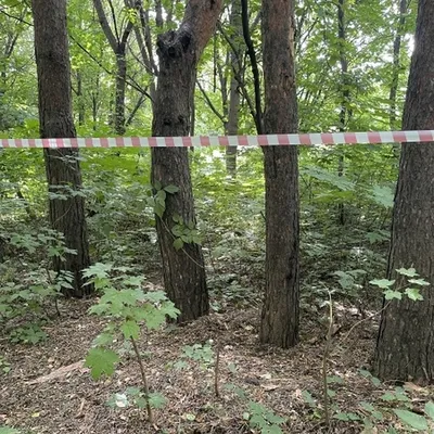 Сказочные взгляды: фотографии грибковых заболеваний деревьев, изумляющие воображение