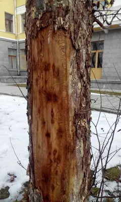 Картинки грибковых заболеваний деревьев: фото на айфон и андроид