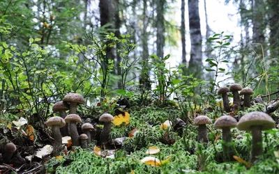 Картинки лесной грибной поляны для скачивания
