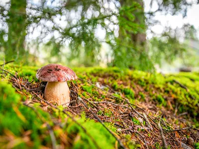 Свежие снимки: грибная поляна в лесу