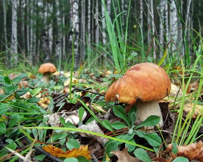 Широкоформатные фото: грибная поляна в лесу