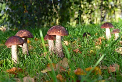 Грибникам на заметку: фото грибной поляны в лесу