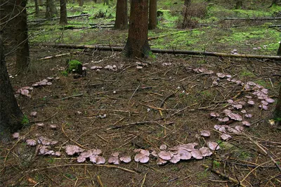 HD фото: грибная поляна в лесу