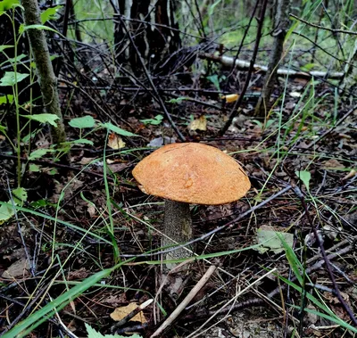 Природа в объективе: грибная поляна в лесу