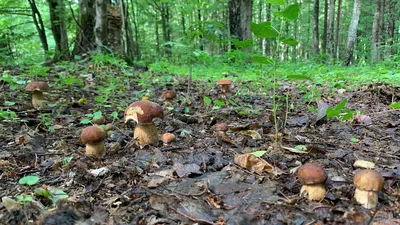 Фееричная грибная поляна: волшебство леса на фото