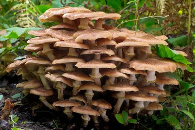 Загадочные грибы на грибной поляне в лесу