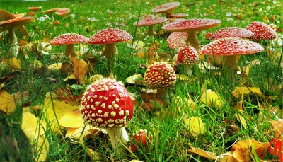 Отпуск для души на фото: обзор грибной поляны